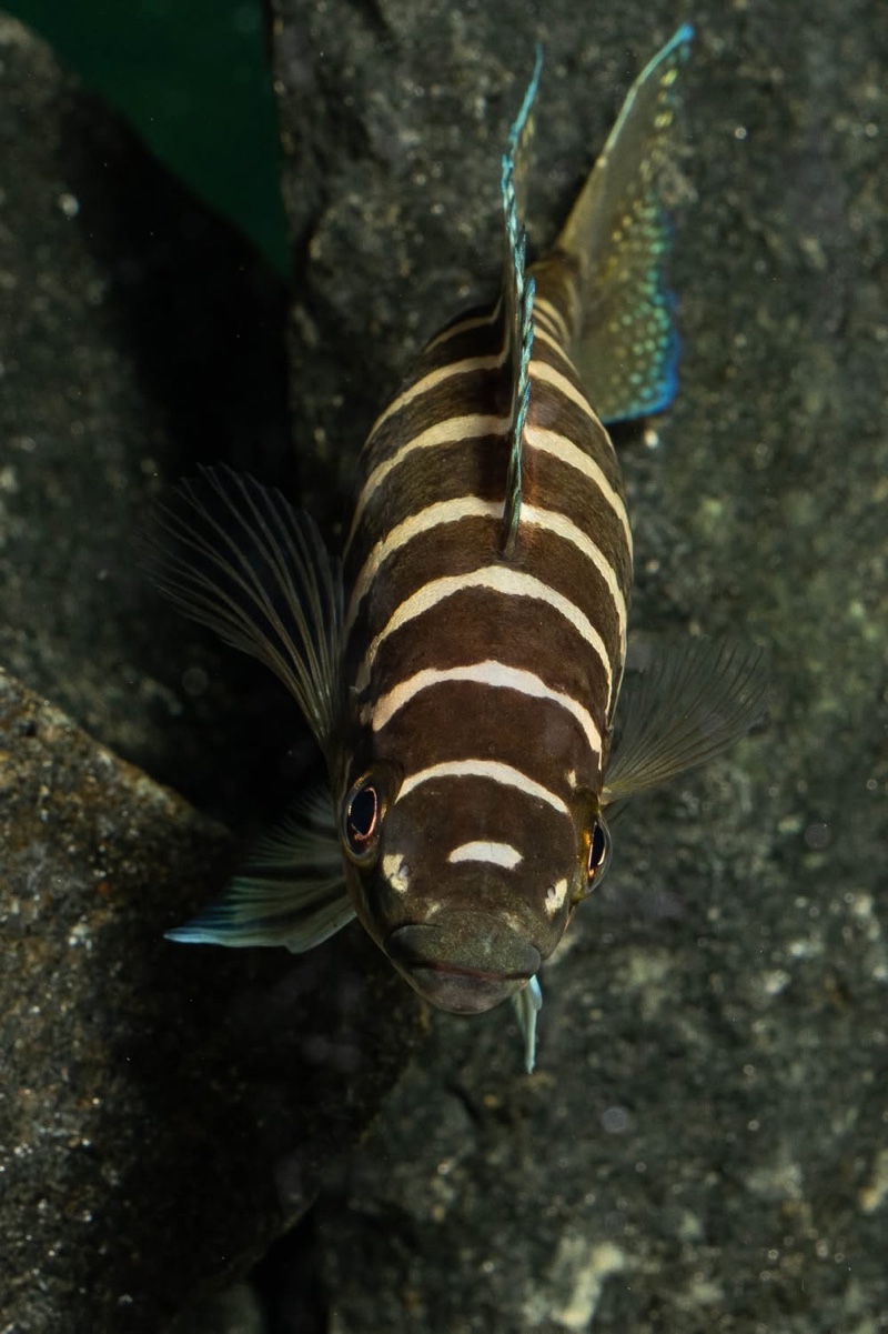 Neolamprologus cylindricus 'Kasanga'